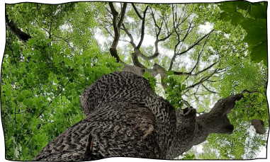 Bild von einem Baum aus der Perspektive vom Stamm aus nach oben